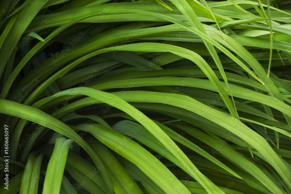Long yellow green grass sedge close-up Long yellow green grass sedge close-up