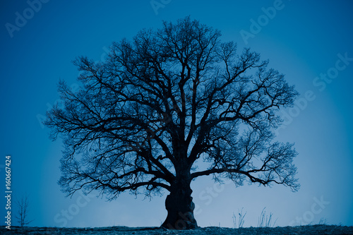 oak tree silhouette at night