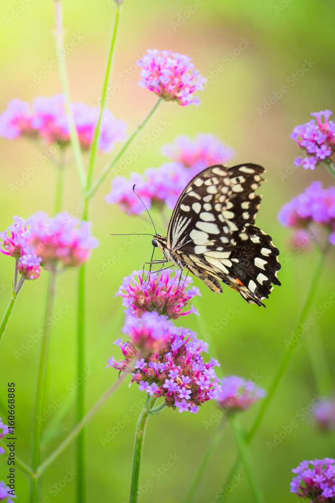 Beautiful Butterfly on Colorful Flower Beautiful Butterfly on Colorful Flower