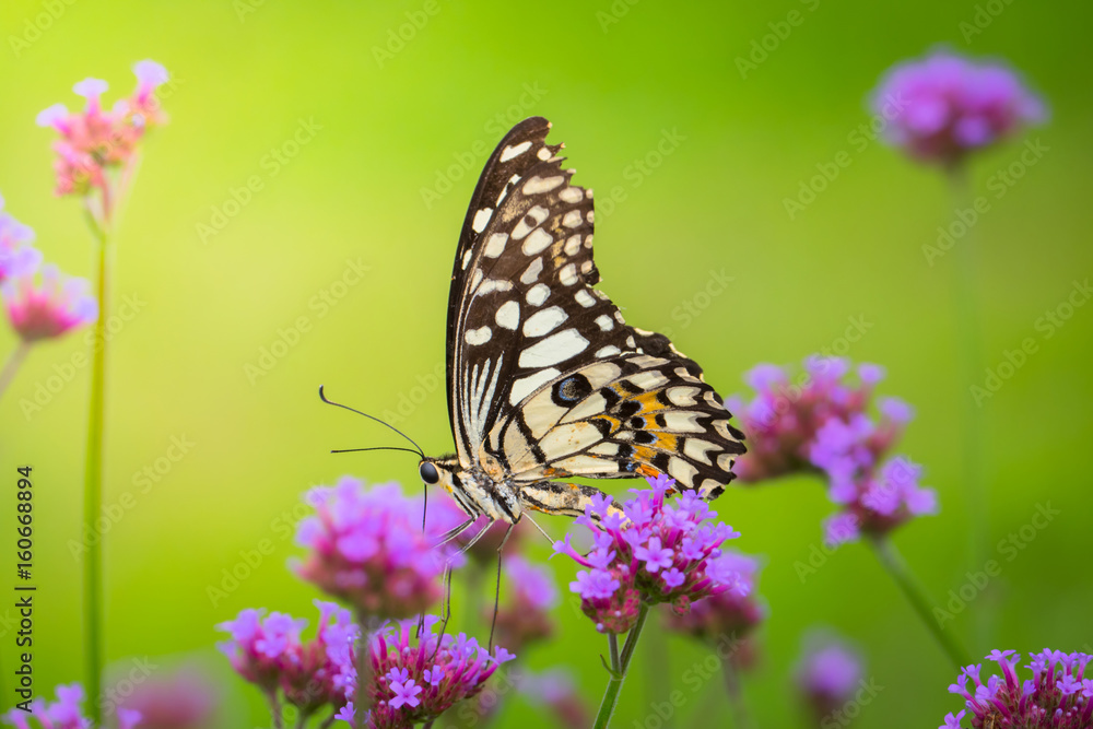 Beautiful Butterfly on Colorful Flower Beautiful Butterfly on Colorful Flower