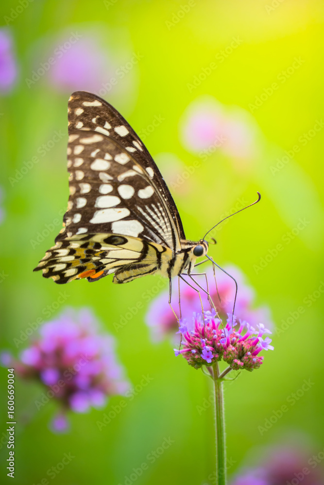 Beautiful Butterfly on Colorful Flower Beautiful Butterfly on Colorful Flower