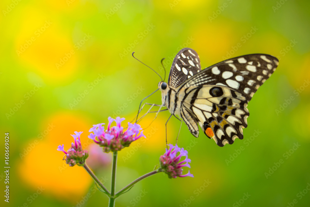 Fototapeta premium Beautiful Butterfly on Colorful Flower