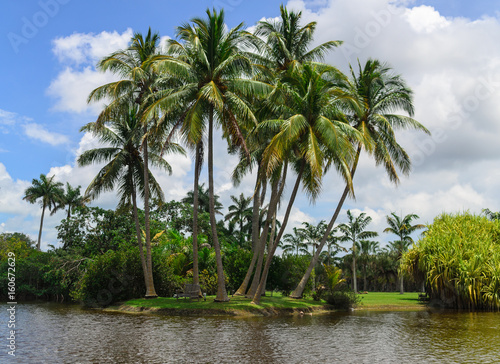 A beautiful palm tree landscape