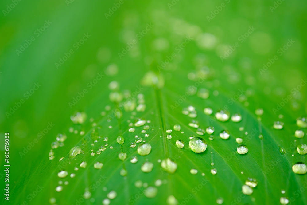 Rain drop on leaf ,green color Rain drop on leaf ,green color