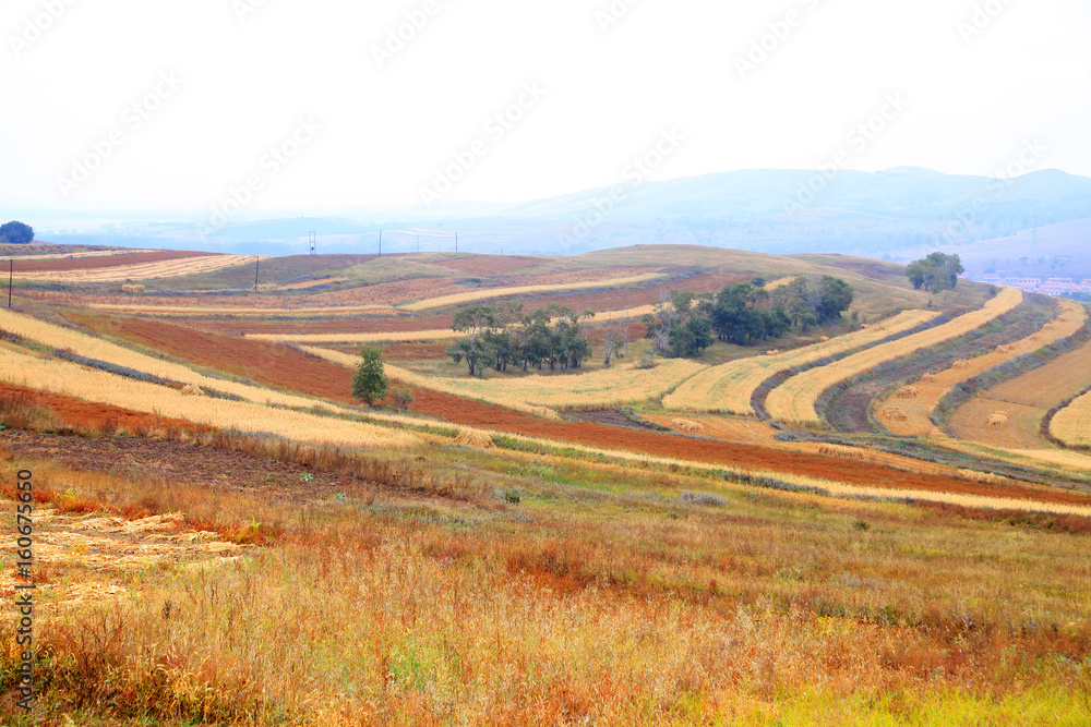 The terraced fields in autumn The terraced fields in autumn