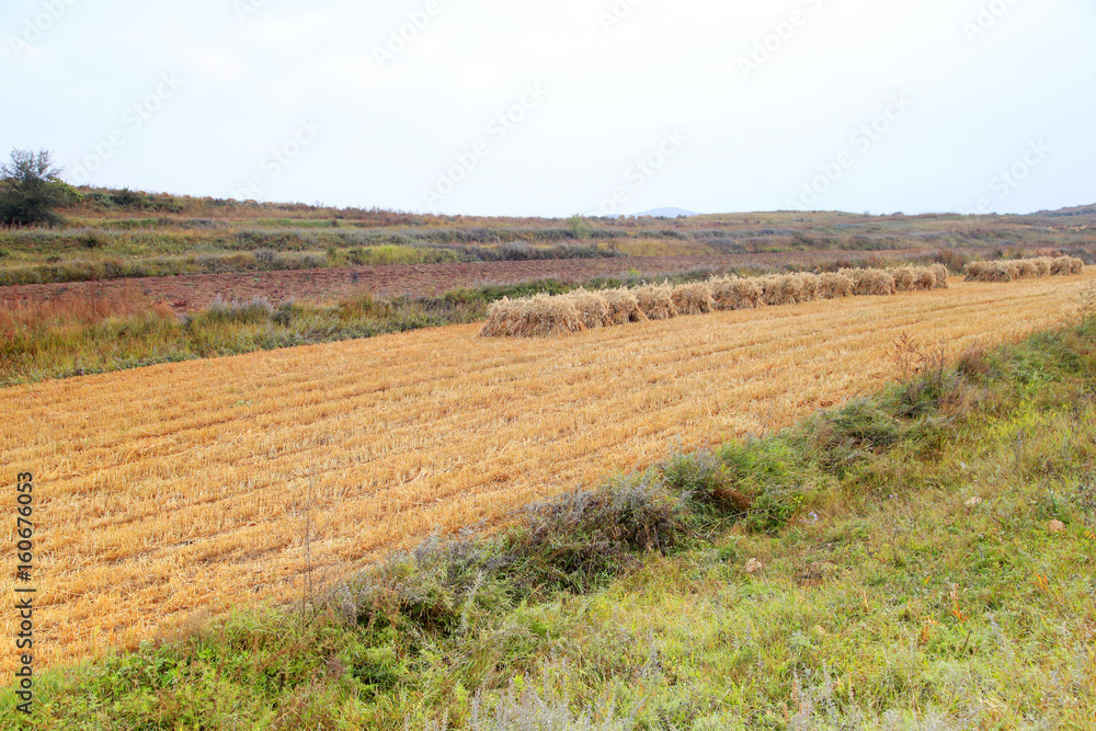 The terraced fields in autumn