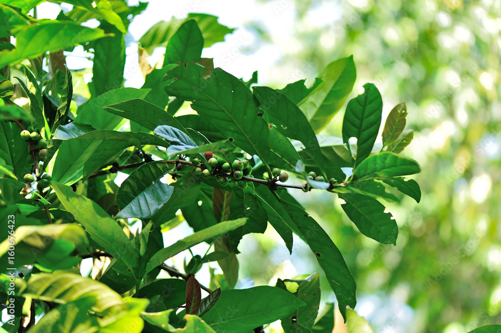 Coffee beans in growth on tree Coffee beans in growth on tree