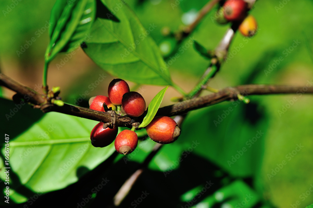 Coffee beans in growth on tree