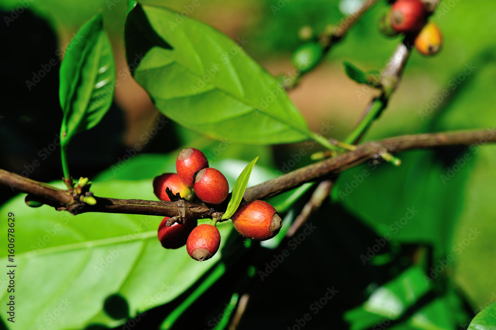 Coffee beans in growth on tree