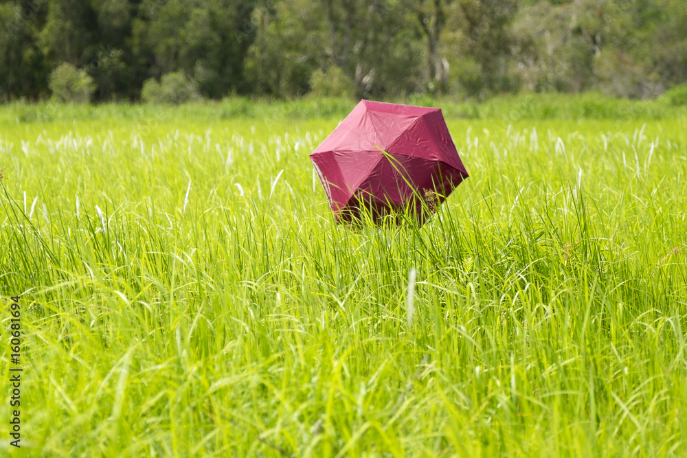 Red umbrella in a green grass field