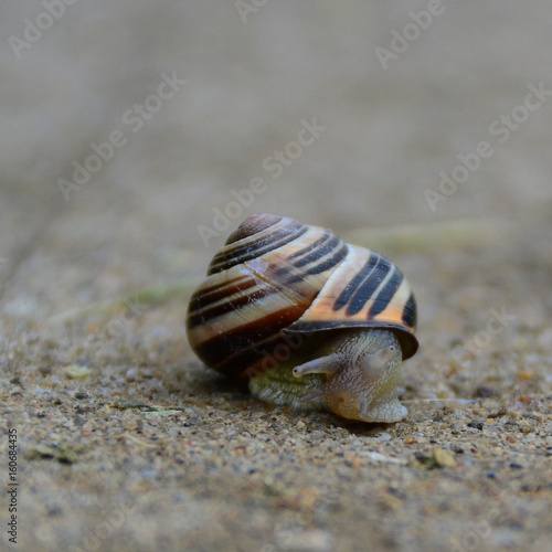 A small snail coming out of it's shell on a sidewalk