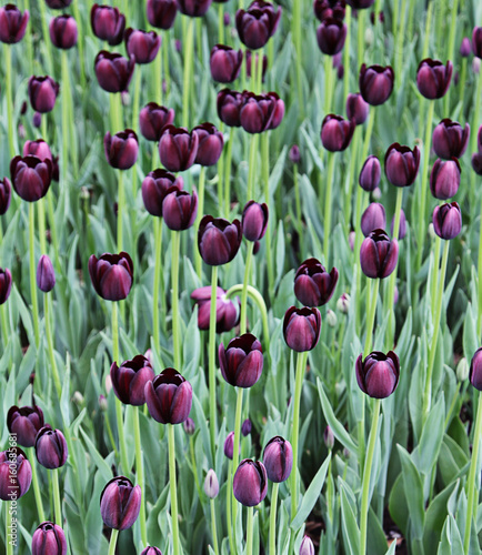 Beautiful spring tulip flowers in coloful garden
