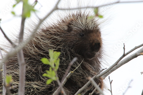 Porcupine 