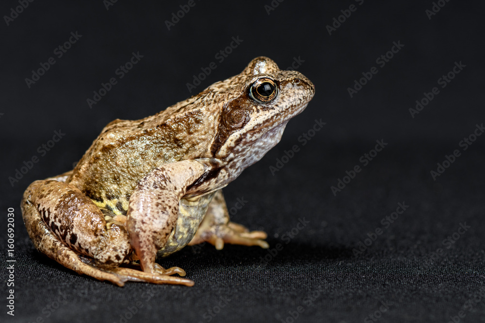 Frog is sitting in profile on a black background Frog is sitting in profile on a black background