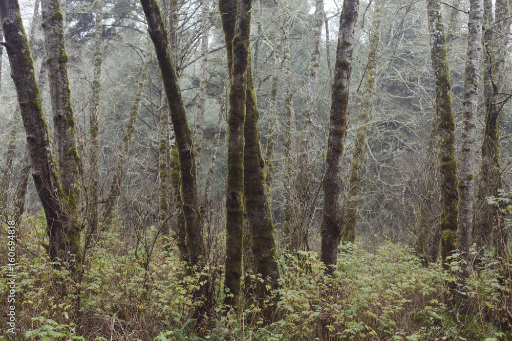 Forest in California Forest in California