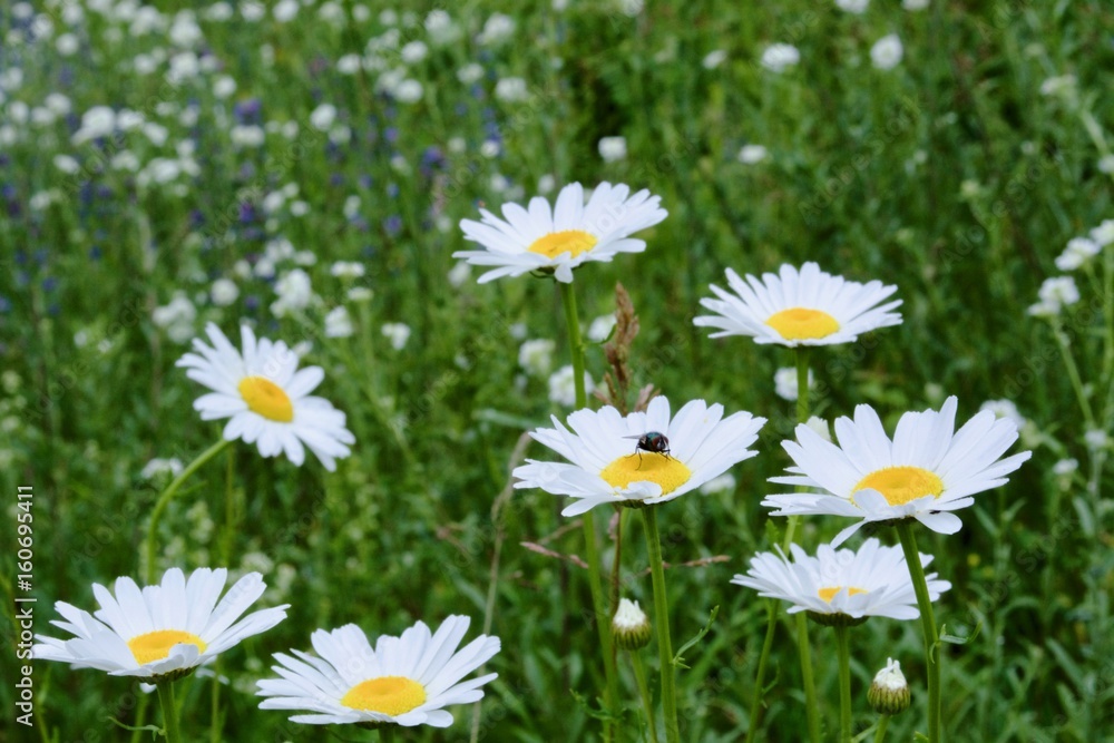 Fototapeta premium A lot of camomile with green leaves and green fly