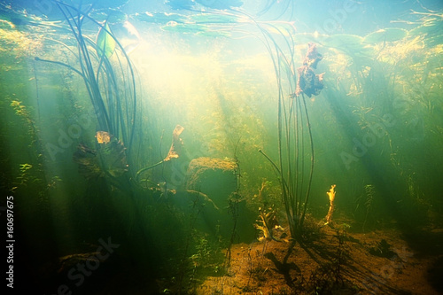 Beautiful Underwater view of a pond