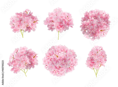 Collection of pink flowers isolated on white background with clipping path