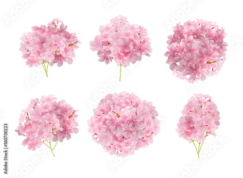 Wallpaper Mural Collection of pink flowers isolated on white background with clipping path Torontodigital.ca