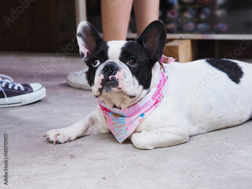 French bulldog dog lying on the floor