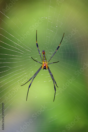 Image of a Golden orb web spider on nature background. Insect Animal