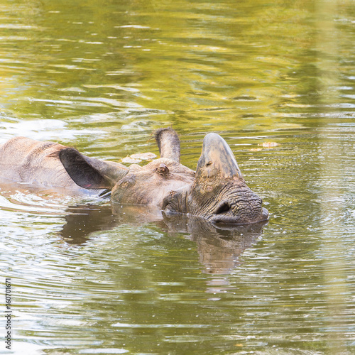 Indian rhinoceros, Rhinoceros unicornis, in the water