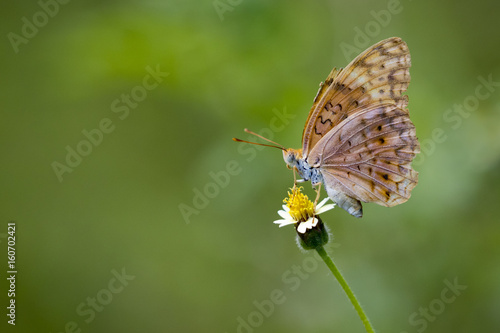 Image of a butterfly on nature background. Insect Animal