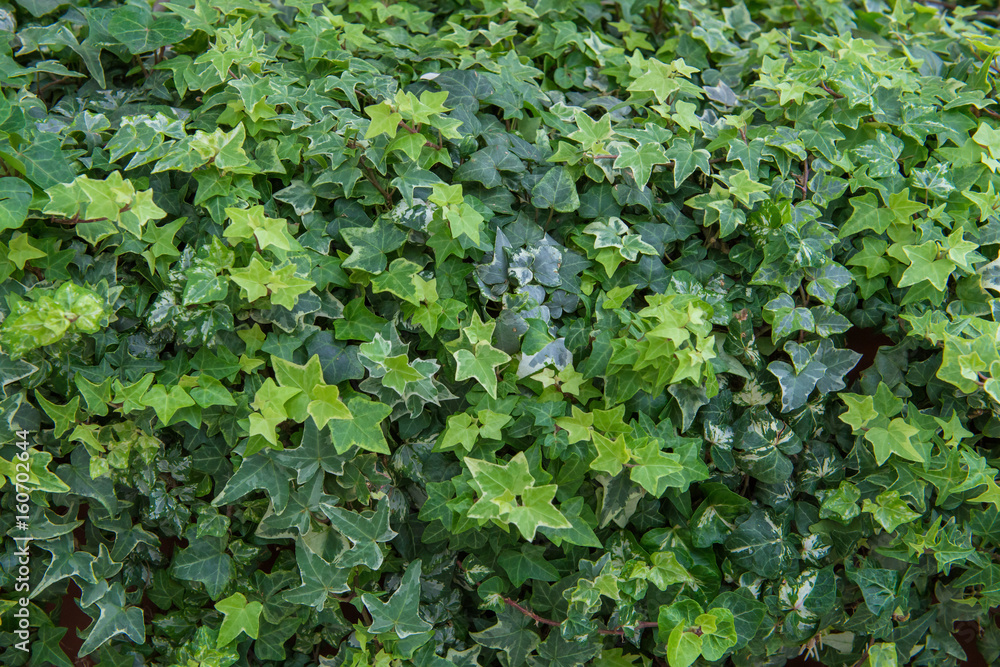 green leaf in agricultural farm for background green leaf in agricultural farm for background