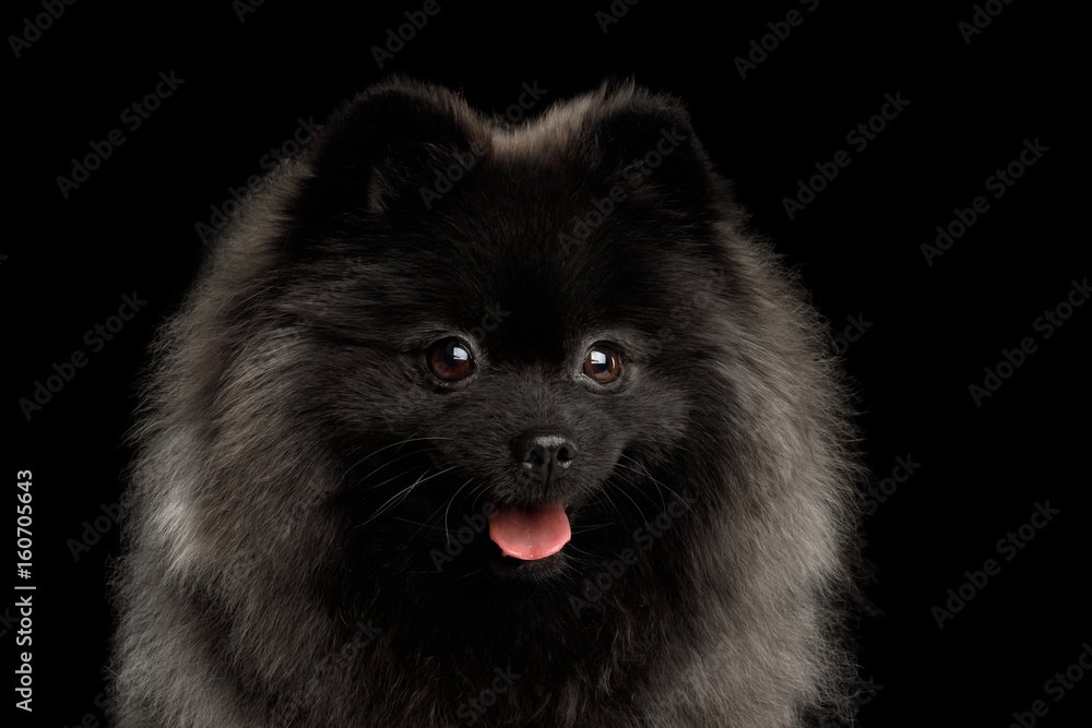 Close-up Portrait of Cute Pomeranian Spitz Dog on Isolated Black Background, front view Close-up Portrait of Cute Pomeranian Spitz Dog on Isolated Black Background, front view
