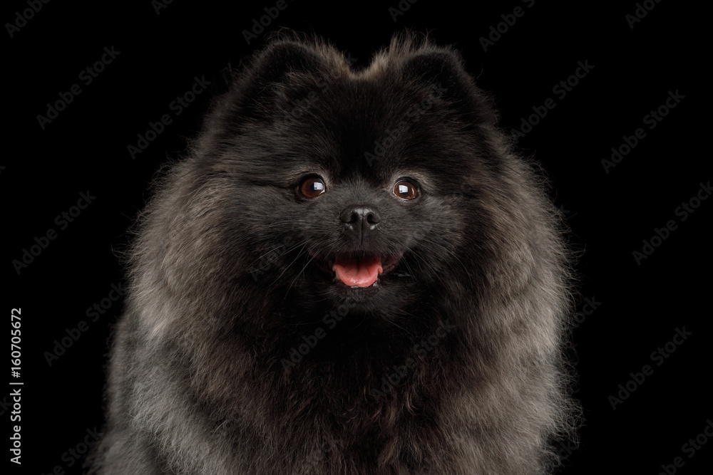 Close-up Portrait of Happy Pomeranian Spitz Dog on Isolated Black  Background, front view Stock-Foto | Adobe Stock