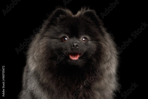 Fototapeta Naklejka Na Ścianę i Meble -  Close-up Portrait of Happy Pomeranian Spitz Dog on Isolated Black Background, front view