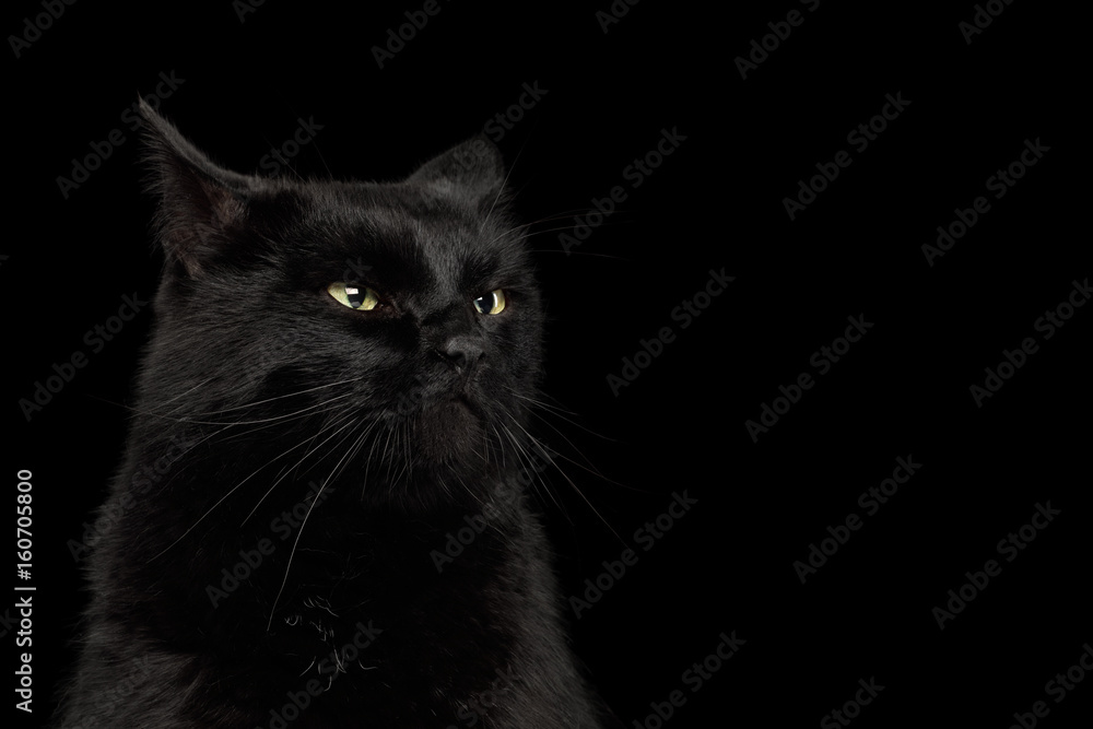 Portrait of Curious Black Cat making face on Isolated Dark Background, front view
