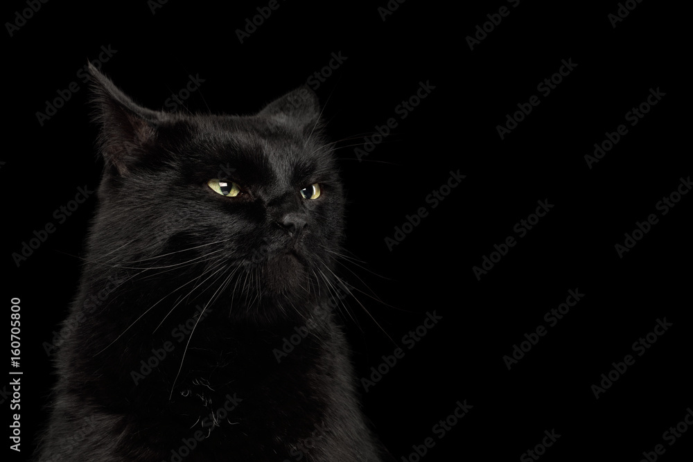 Portrait of Curious Black Cat making face on Isolated Dark Background, front view Portrait of Curious Black Cat making face on Isolated Dark Background, front view
