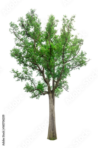 isolated tree on white background,tree object, tree on white background © Suriya