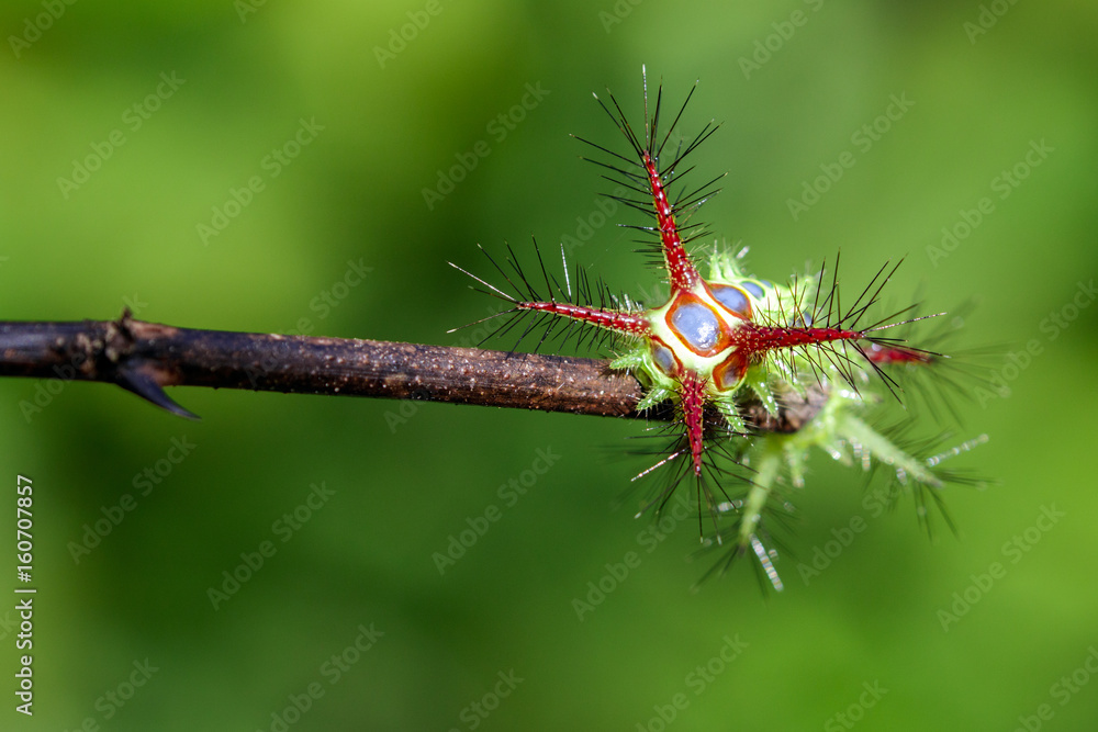 Image of a wattle cup caterpillar on nature background. Insect Animal Image of a wattle cup caterpillar on nature background. Insect Animal