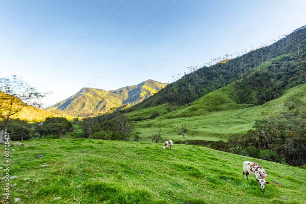 Cows graze in the early morning light near Salento, Colombia.