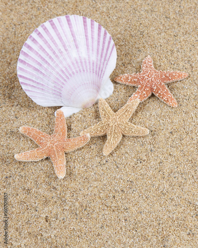 starfish in the beach sand - copy space