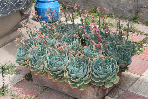 Huge Flowers in a Temple in Qinghai China Asia photo