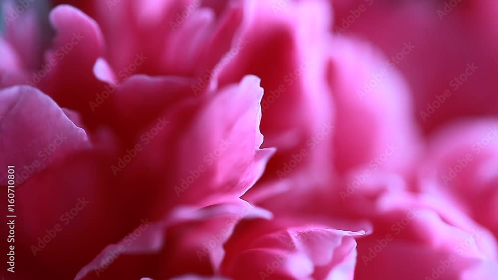 Pink peony petals Pink peony petals