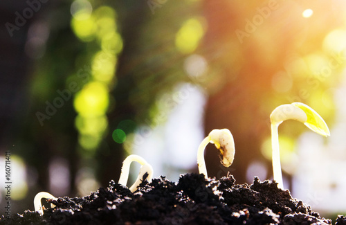 Billede på lærred seed, evolution, germination