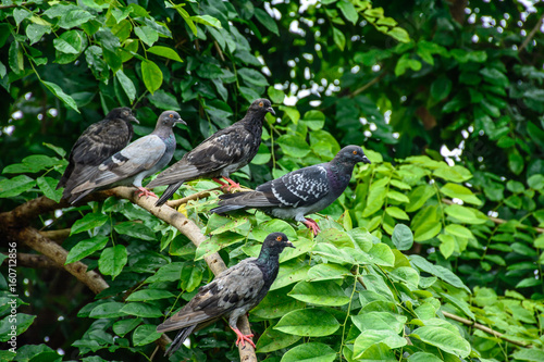 pigeons that are perched on the gumkino tree