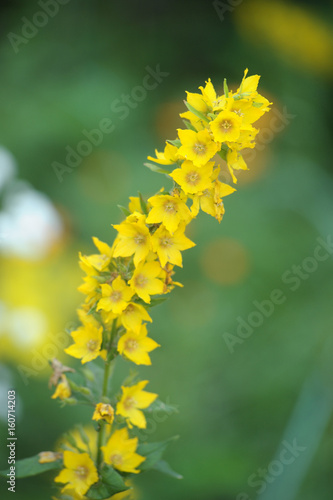 Close up of flowering Ligularia 'Little Rocket' photo