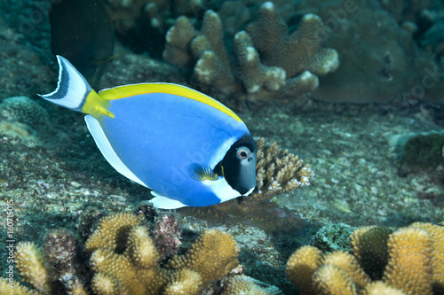 Powder Blue Tang