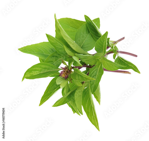 Sweet Basil or Thai basil isolated on white background, Top view.