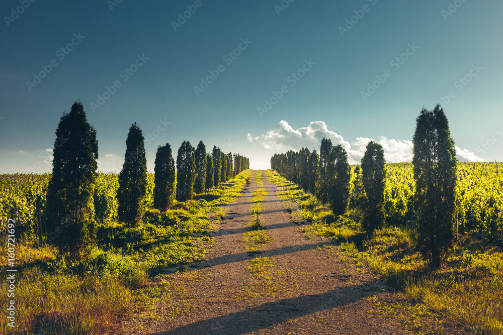 Direct Road With Rows Of Poplar Trees Left And Right, One Point Perspective Horizon, Rural Landscape