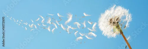 Panel kuchenny z motywem Beautiful flying dandelion seeds in the Wind on blue sky.