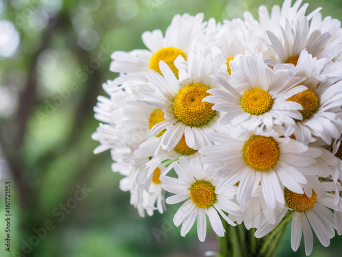 A bouquet of white field daisies on a green blurred background. Flowers with white petals and yellow pistils close-up photographed with a soft focus. Summer composition