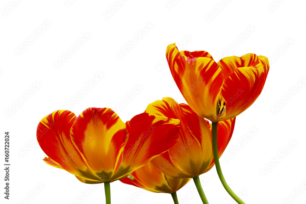 tulip flower isolated on white background with clipping path tulip flower isolated on white background with clipping path