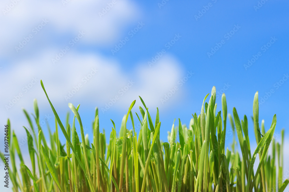 Obraz premium Young shoots of grass closeup on blue sky background.