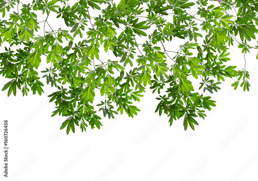 Isolated green leaf on white background Isolated green leaf on white background